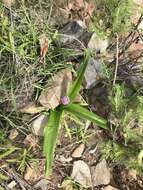 Image de Scilla haemorrhoidalis Webb & Berthel.