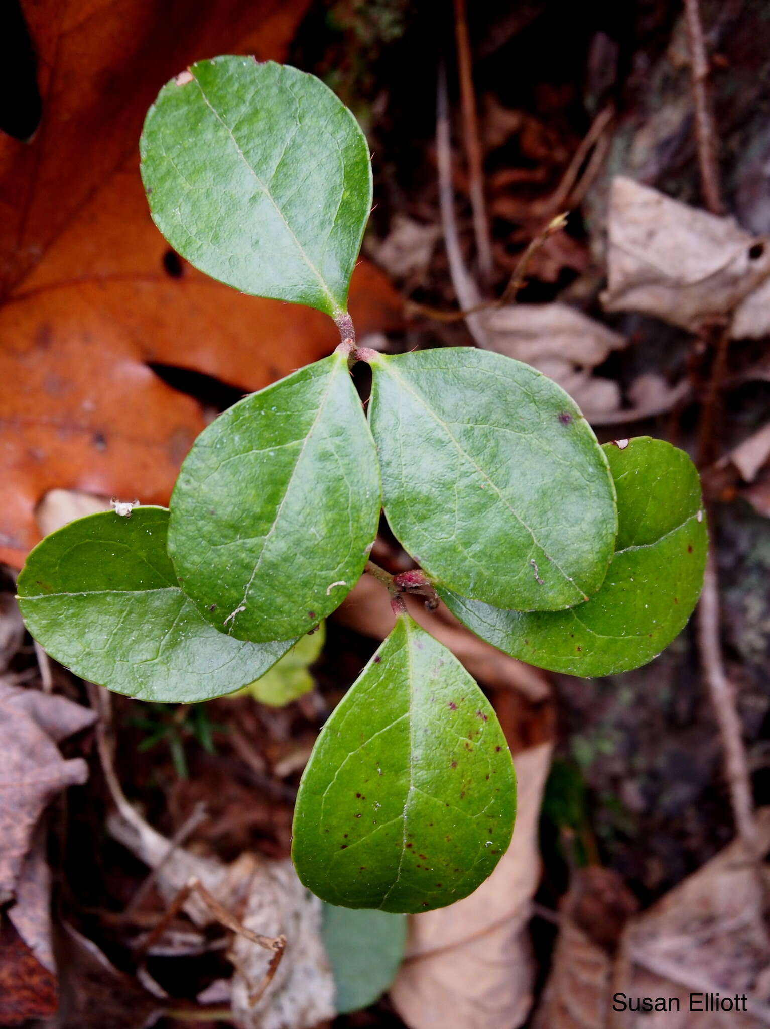 Image of eastern teaberry