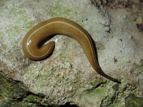 Image of Australopacifica scaphoidea (Steel 1900)