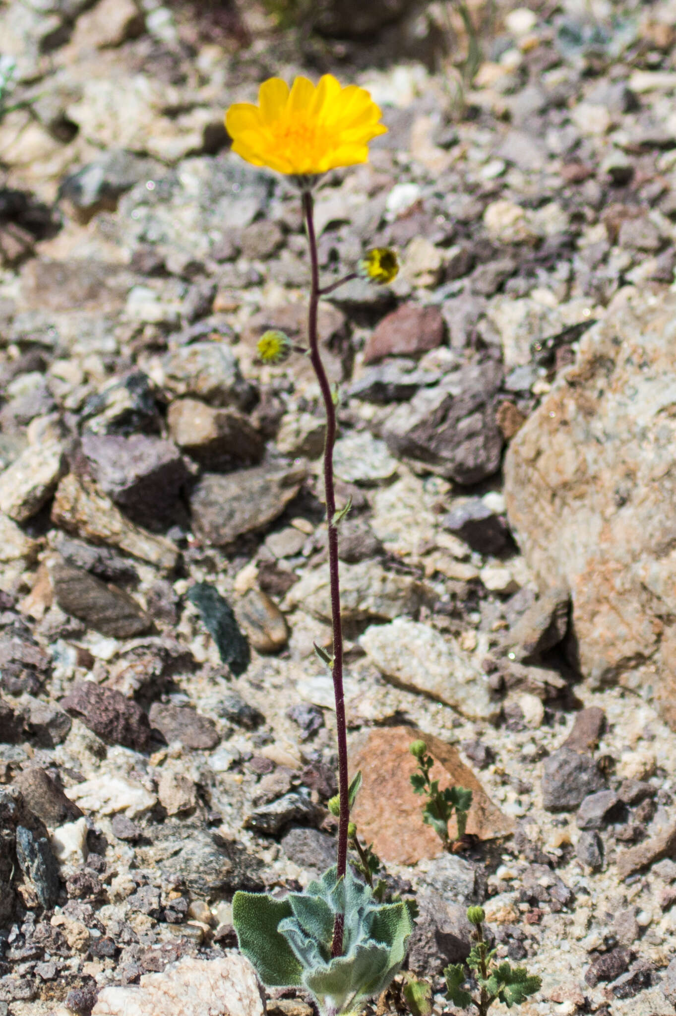 Image of hairy desertsunflower