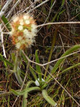 Image of Echiostachys incanus (Thunb.) Levyns