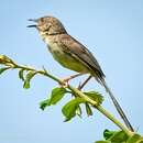 Image of Burmese Prinia