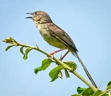 Image of Burmese Prinia