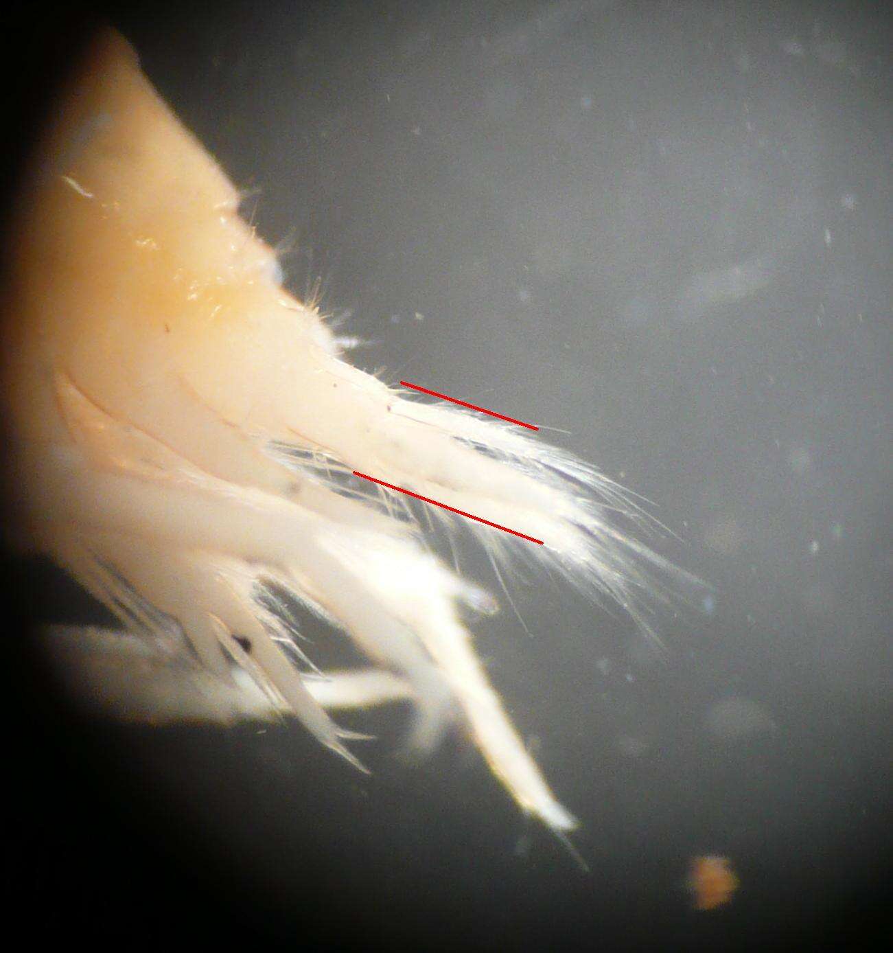 Image of Freshwater shrimp