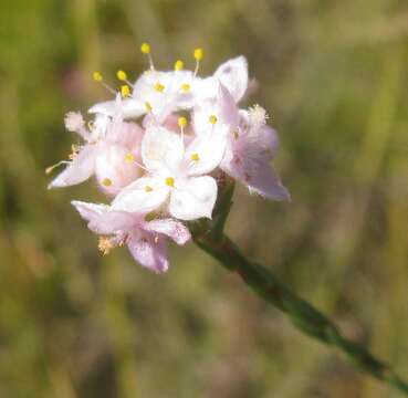 Image of Lachnaea globulifera subsp. globulifera