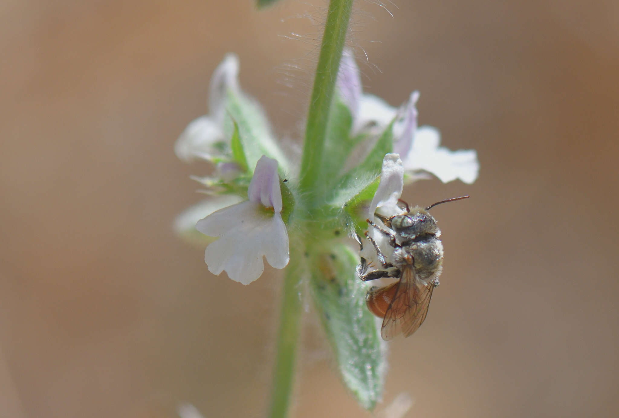 Image of Osmia andrenoides Spinola 1808