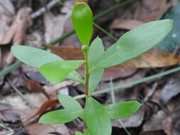 Image of Persoonia cornifolia A. Cunn. ex R. Br.