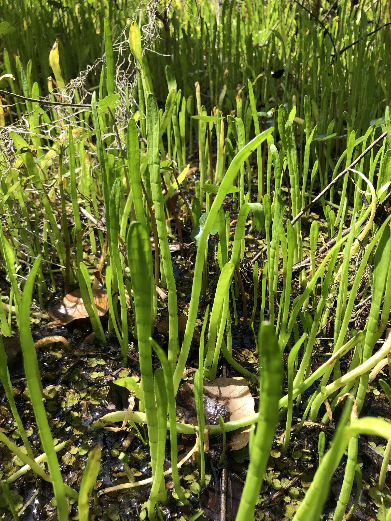 Image of Carolina Grasswort