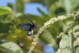 Image of Atrophaneura zaleucus (Hewitson 1865)