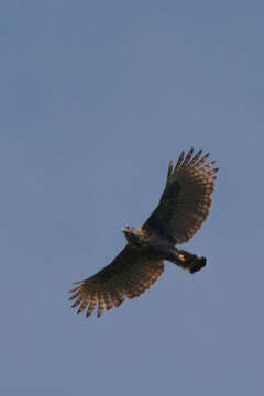 Nisaetus lanceolatus (Temminck & Schlegel 1845) resmi