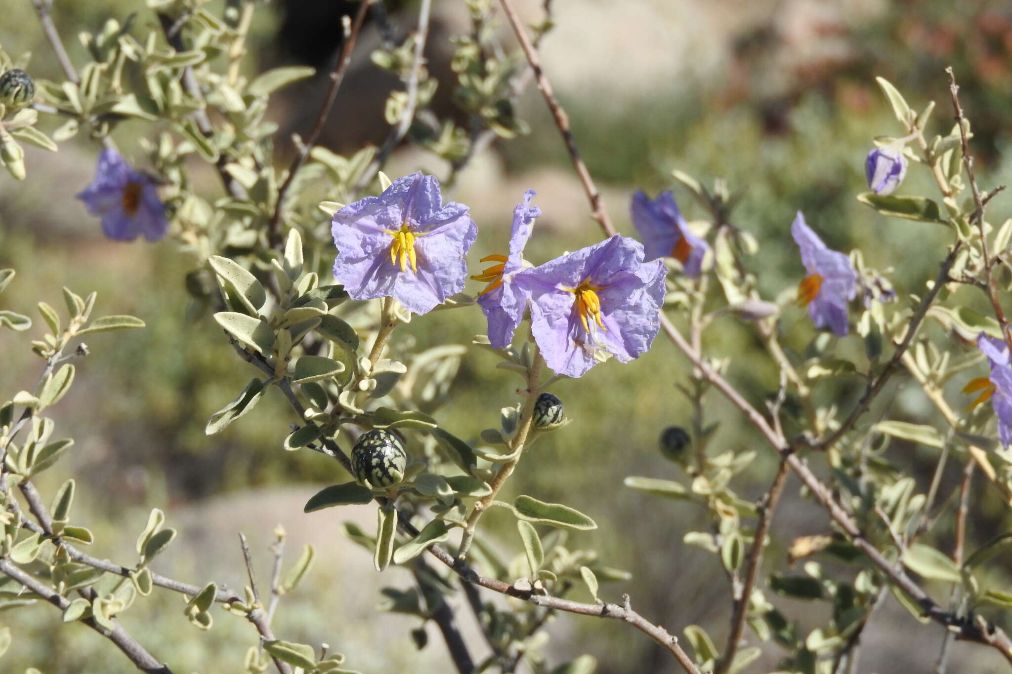 Image of Hinds' nightshade