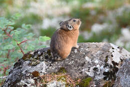 Image of Northern Pika