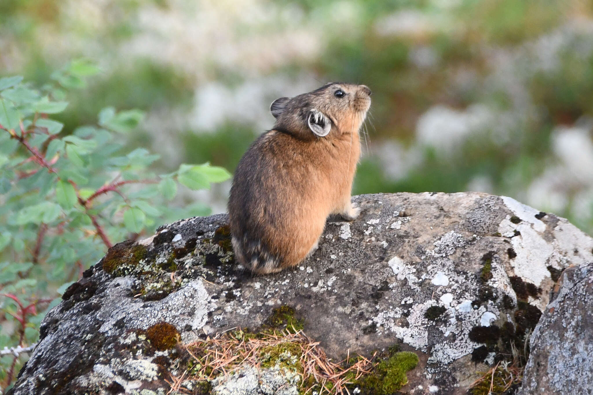 Image of Northern Pika