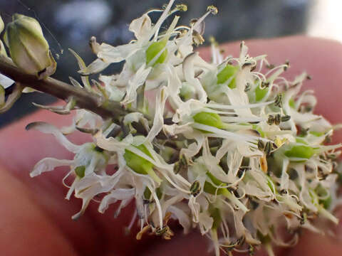 Image of Klamath rushlily