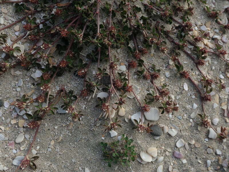 Plancia ëd Trifolium scabrum L.