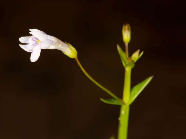 Image of Lindernia parviflora (Roxb.) Haines