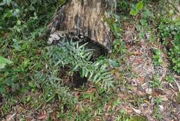 Image of Coastal Common Lip Fern