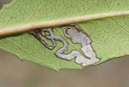 Image of Stigmella heteromelis Newton & Wilkinson 1982