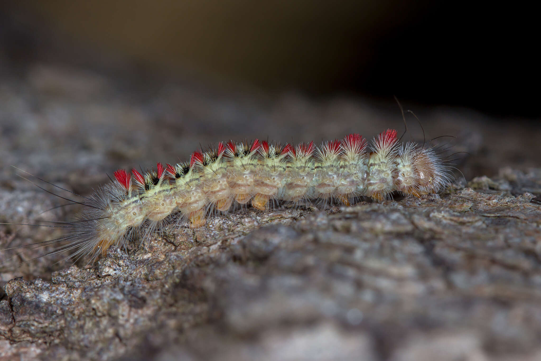 Trichiocercus sparshalli Curtis resmi