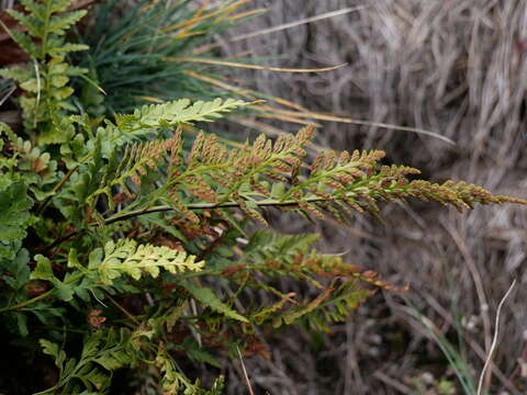 Imagem de Asplenium adiantum-nigrum subsp. adiantum-nigrum