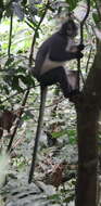 Image of North Sumatran Leaf Monkey