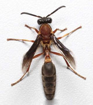 Image of Polybia sericea (Olivier 1792)