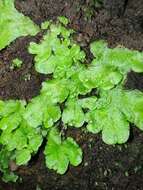 Image of Asterella africana (Mont.) Underw. ex A. Evans