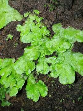 Image of Asterella africana (Mont.) Underw. ex A. Evans