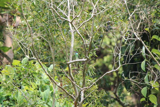 Image of Blue-throated Bee-eater