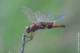 Image of Red Saddlebags