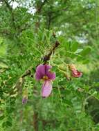 Image of Caterpillar bush