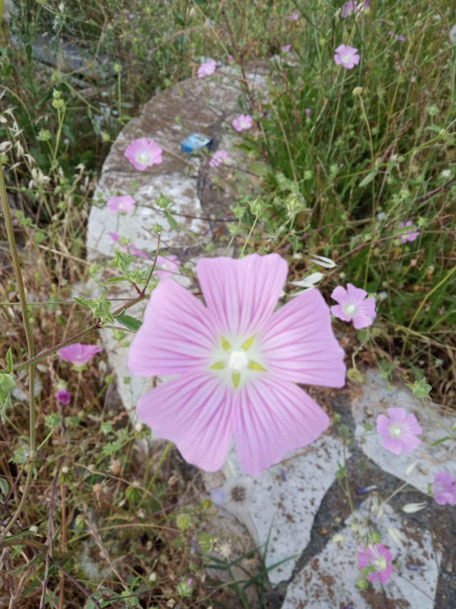 Image of Malva punctata (All.) Alef.