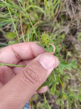 Image of sea clover