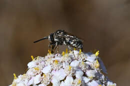 Image of Epeolus olympiellus Cockerell 1904