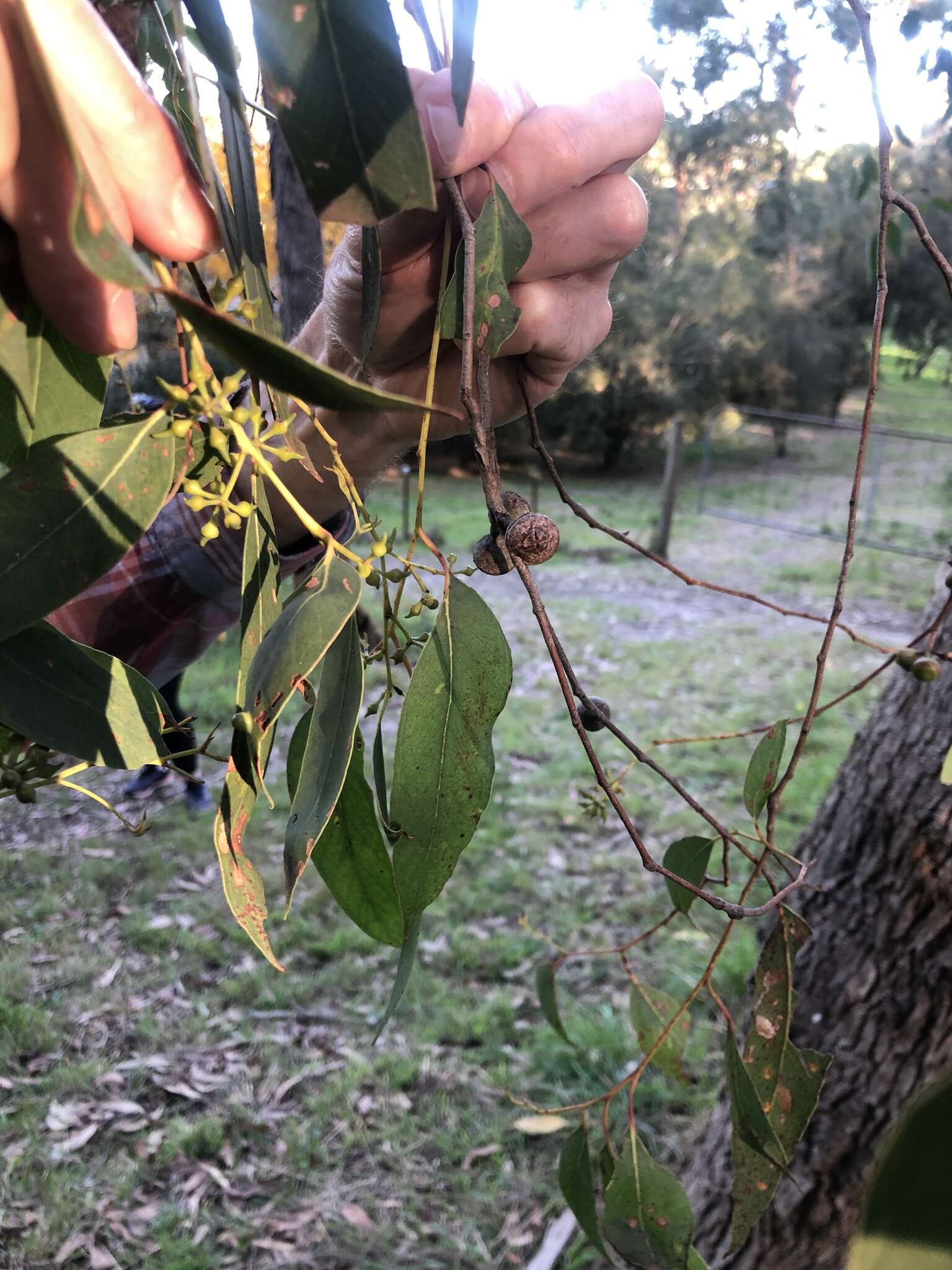 صورة Eucalyptus macrorhyncha F. Müll.