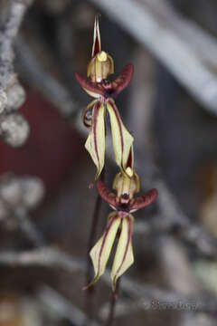 Image of Short-sepalled spider orchid