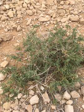 صورة Caroxylon tetrandrum (Forsk.) Akhani & Roalson