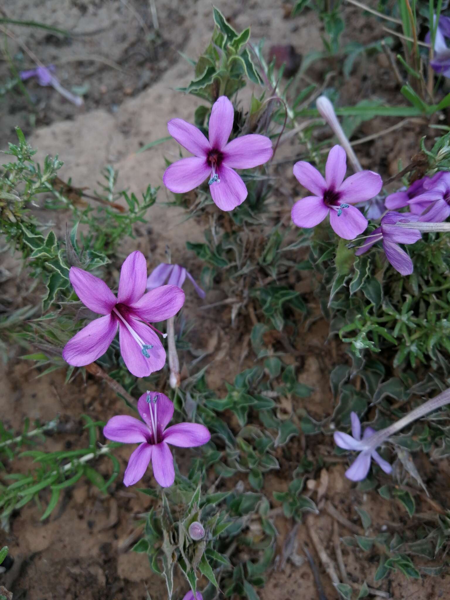 Imagem de Barleria pungens L. fil.