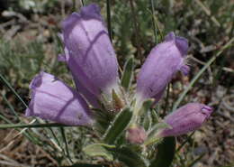 Image of fuzzytongue penstemon