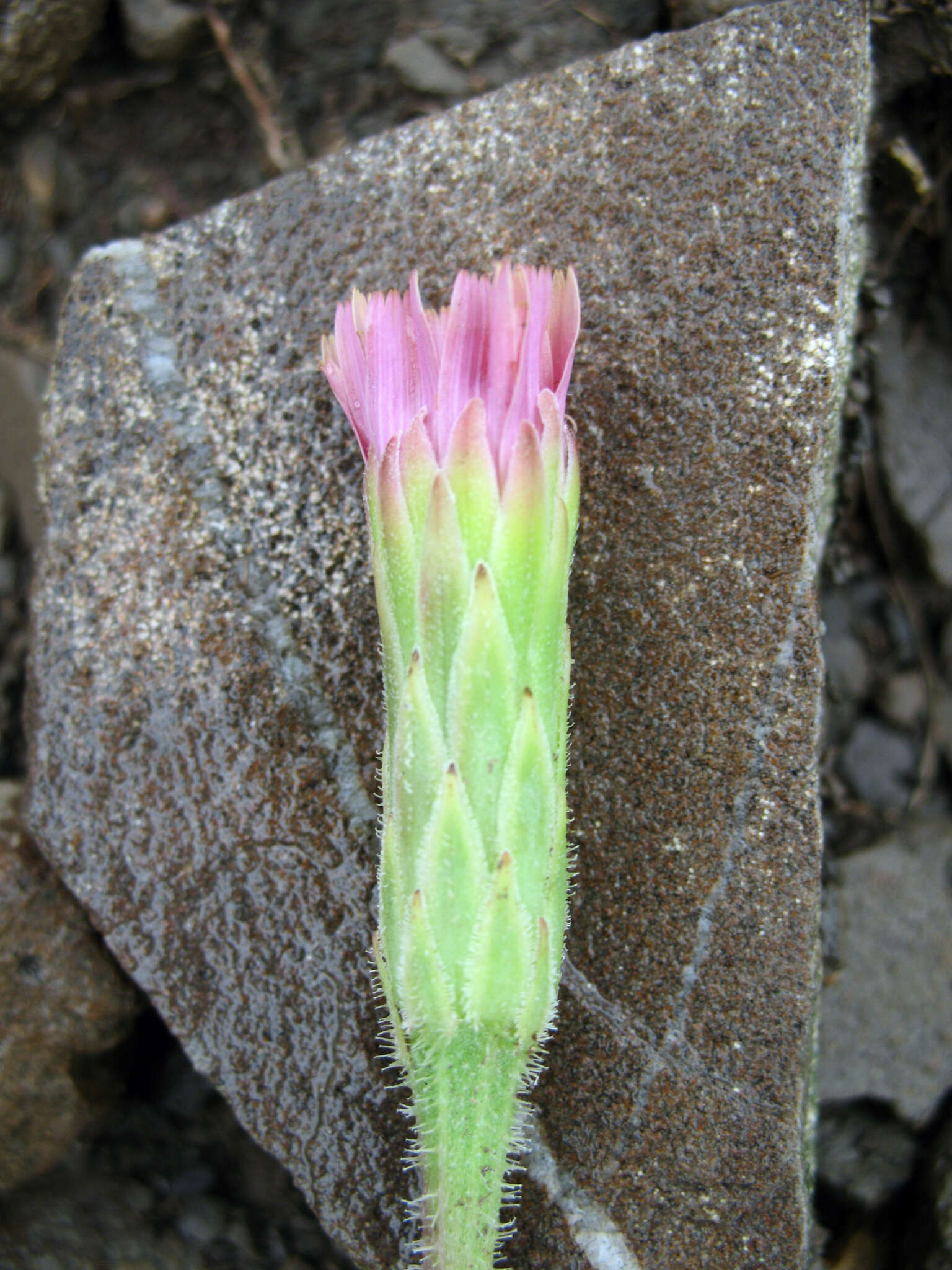 Image of Leontodon asperrimus (Willd.) Boiss. ex Ball.