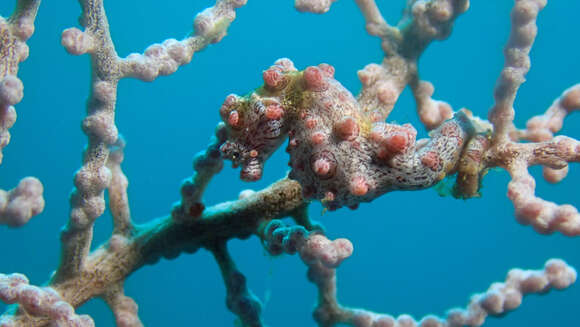 Image of Bargibant's Seahorse