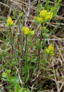 Слика од Castilleja kraliana J. R. Allison