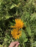 Image of Berkheya speciosa (DC.) O. Hoffm.