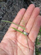 Imagem de Panicum boreale Nash