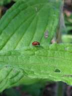 صورة Longitarsus subrufus J. L. Le Conte 1859