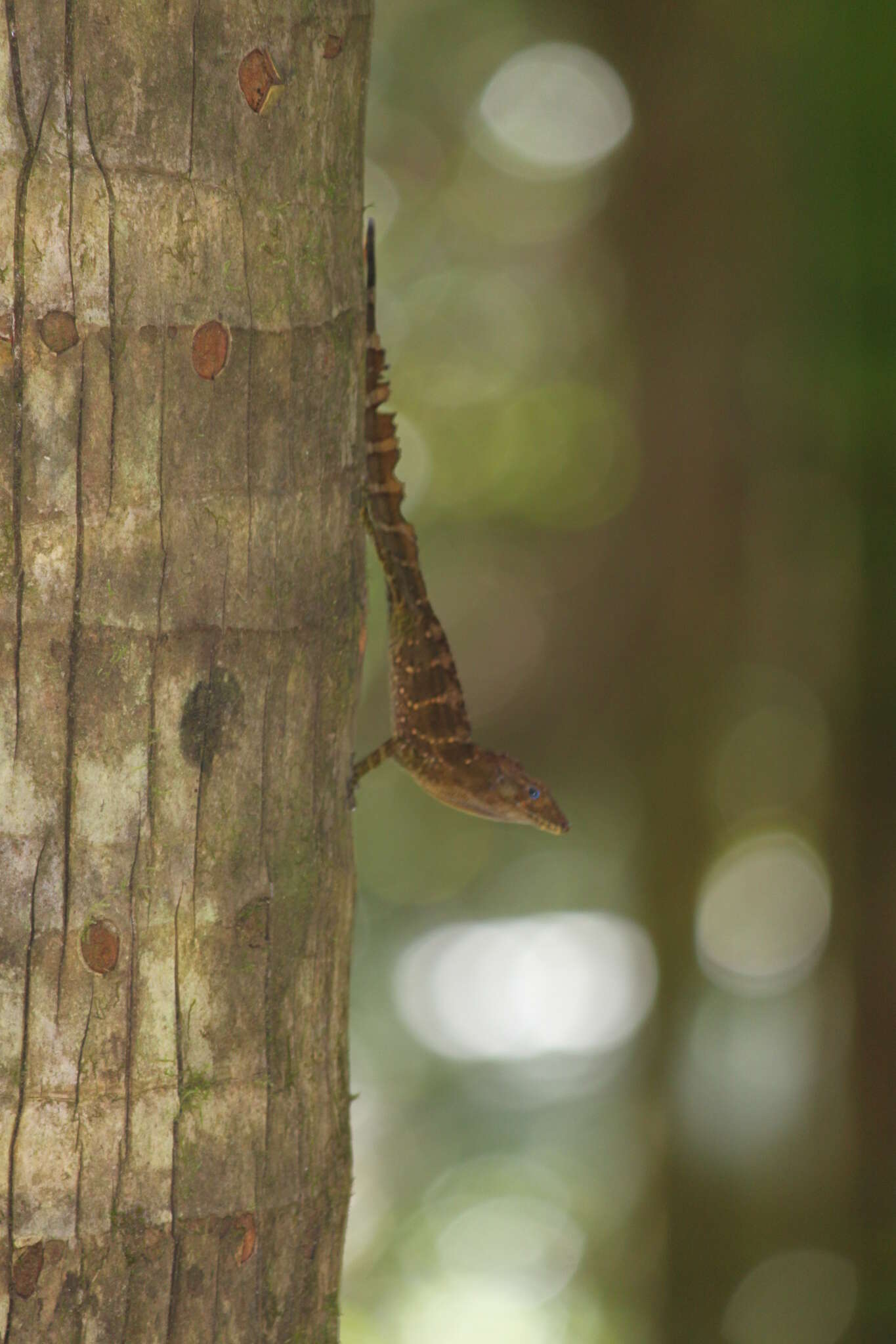 Imagem de Anolis gundlachi Peters 1877