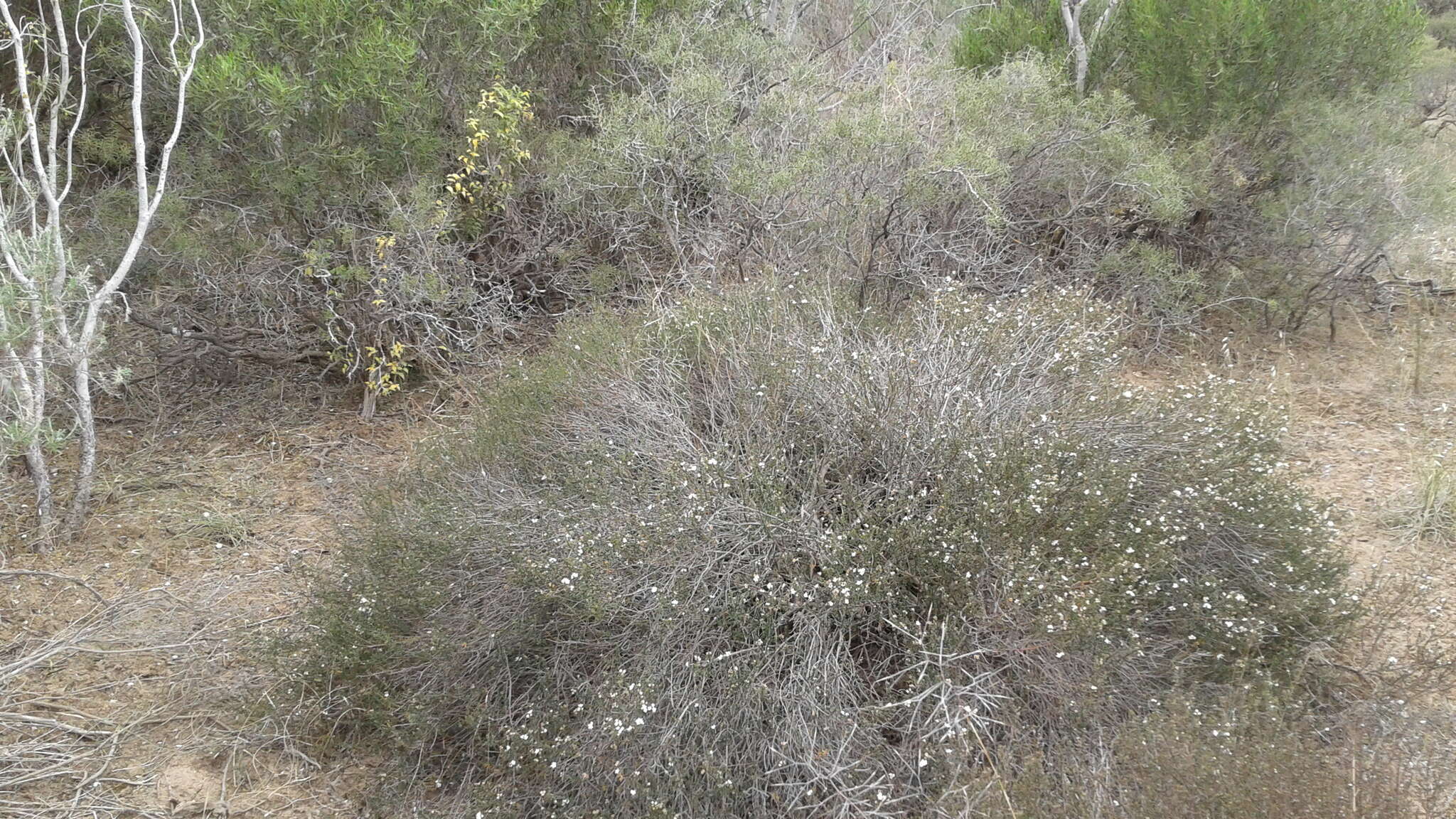 Image of Westringia rigida R. Br.