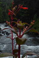 Image of Kohleria trianae (Regel) Hanst.