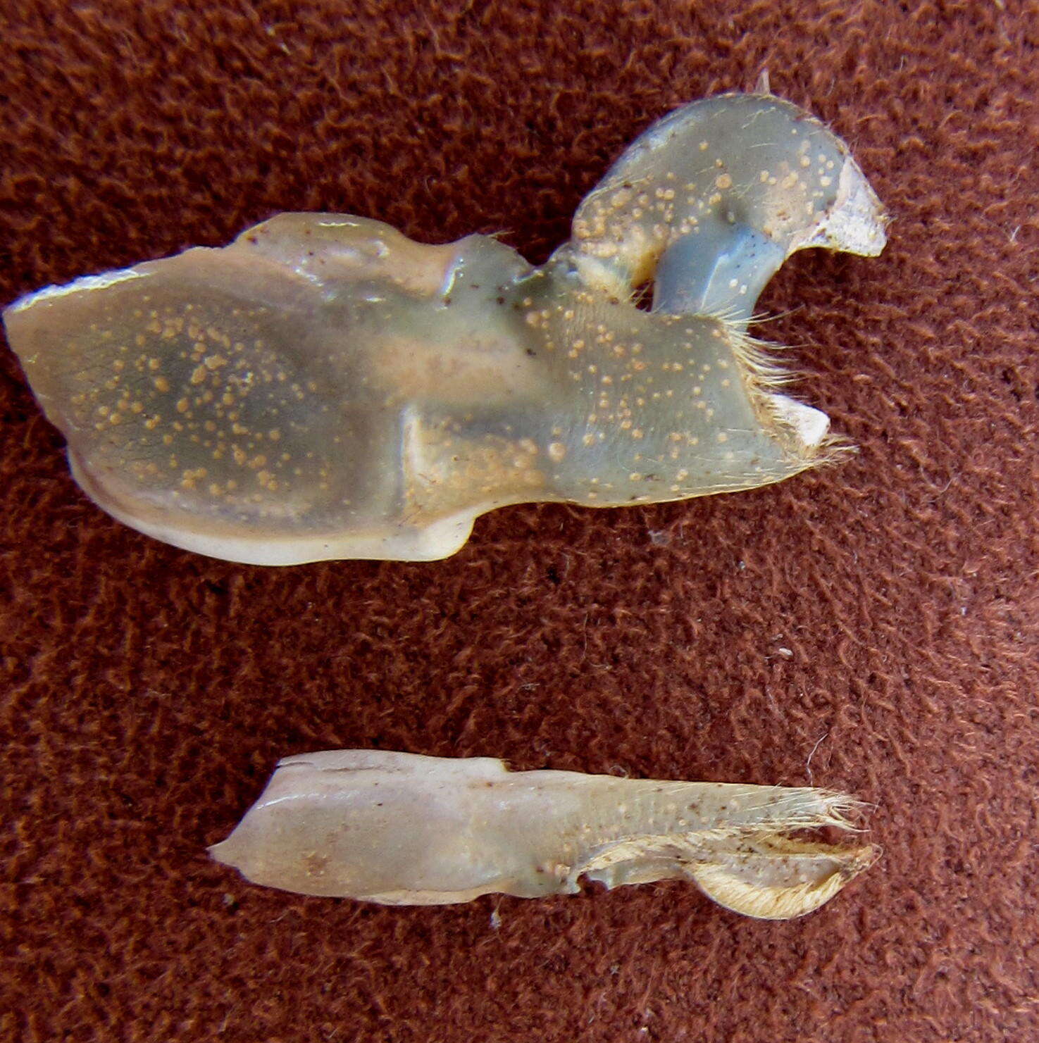 Image of brownbar snapping shrimp
