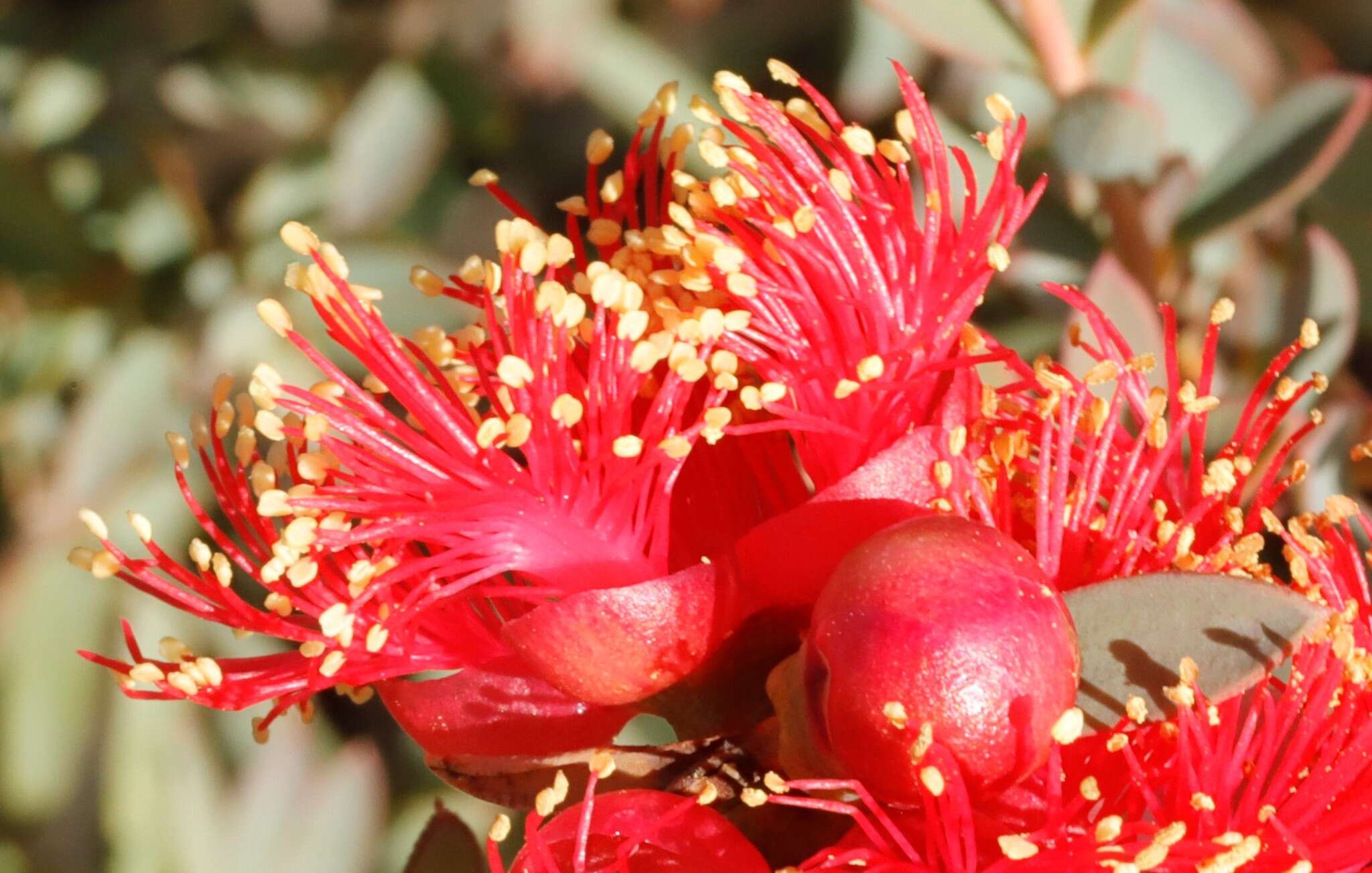 Image of Melaleuca fulgens R. Br.